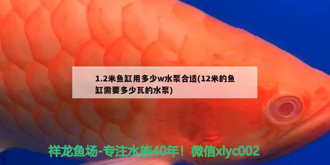 1.2米鱼缸用多少w水泵合适(12米的鱼缸需要多少瓦的水泵)