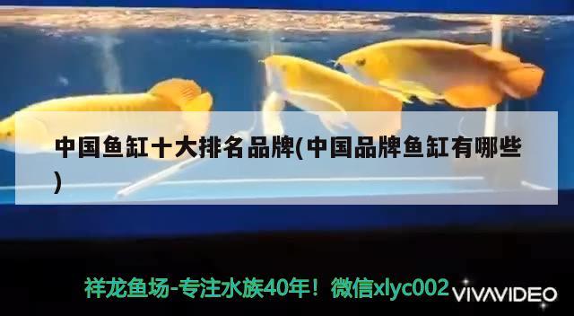 中国鱼缸十大排名品牌(中国品牌鱼缸有哪些) 狗头鱼