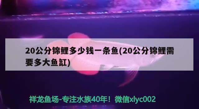 20公分锦鲤多少钱一条鱼(20公分锦鲤需要多大鱼缸)