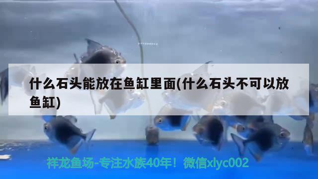 什么石头能放在鱼缸里面(什么石头不可以放鱼缸)