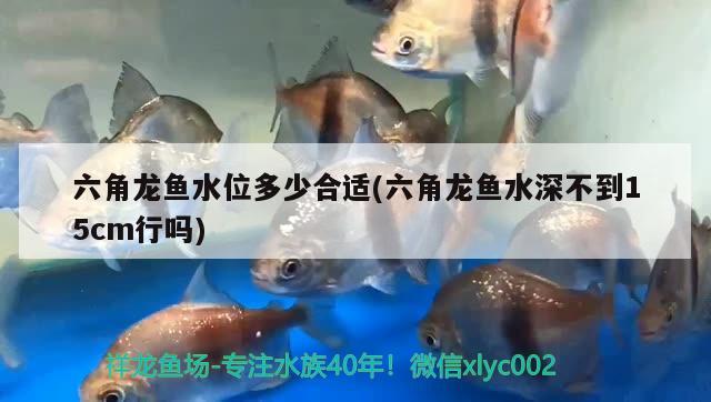 六角龙鱼水位多少合适(六角龙鱼水深不到15cm行吗) 观赏鱼