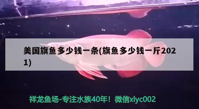 美国旗鱼多少钱一条(旗鱼多少钱一斤2021)