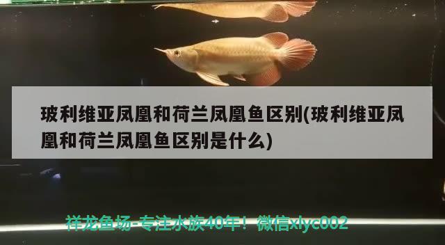 玻利维亚凤凰和荷兰凤凰鱼区别(玻利维亚凤凰和荷兰凤凰鱼区别是什么)