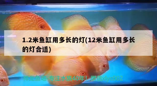 1.2米鱼缸用多长的灯(12米鱼缸用多长的灯合适) 其它水族用具设备