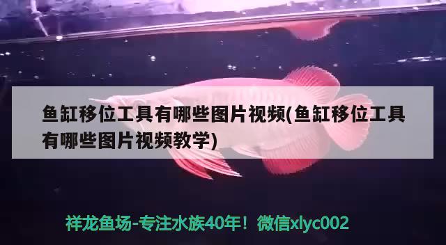 鱼缸移位工具有哪些图片视频(鱼缸移位工具有哪些图片视频教学) 赛级红龙鱼