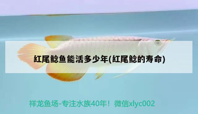 红尾鲶鱼能活多少年(红尾鲶的寿命) 观赏鱼