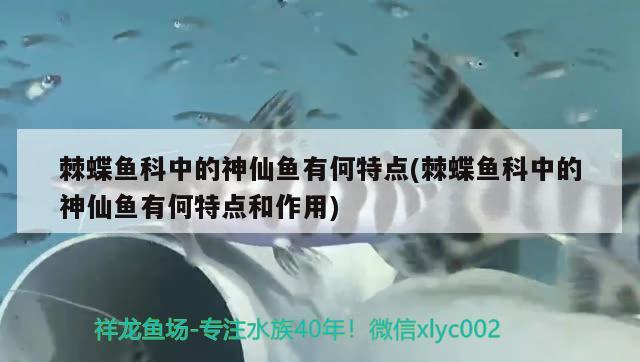 棘蝶鱼科中的神仙鱼有何特点(棘蝶鱼科中的神仙鱼有何特点和作用) 观赏鱼