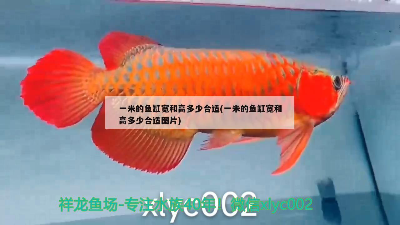 一米的鱼缸宽和高多少合适(一米的鱼缸宽和高多少合适图片) 非洲金鼓鱼