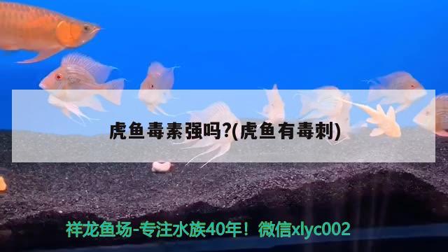 虎鱼毒素强吗?(虎鱼有毒刺)