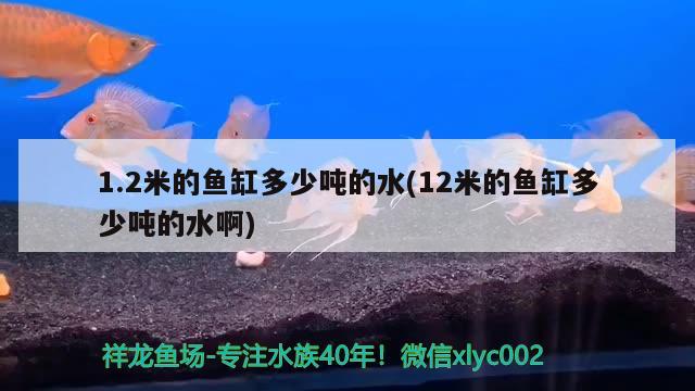 1.2米的鱼缸多少吨的水(12米的鱼缸多少吨的水啊) 哥伦比亚巨暴鱼苗