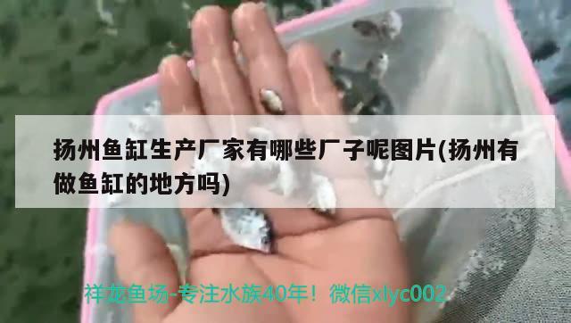 扬州鱼缸生产厂家有哪些厂子呢图片(扬州有做鱼缸的地方吗) 三色锦鲤鱼