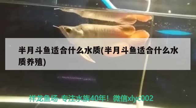 半月斗鱼适合什么水质(半月斗鱼适合什么水质养殖)