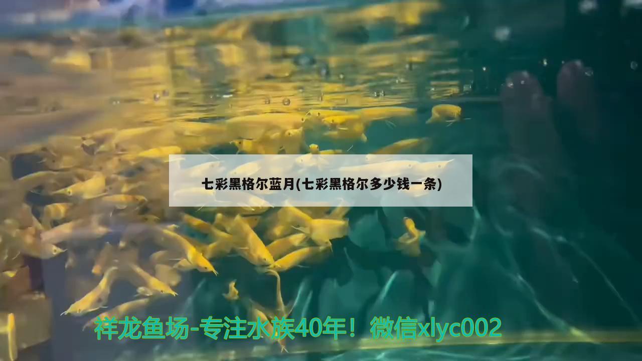 七彩黑格尔蓝月(七彩黑格尔多少钱一条) 观赏鱼