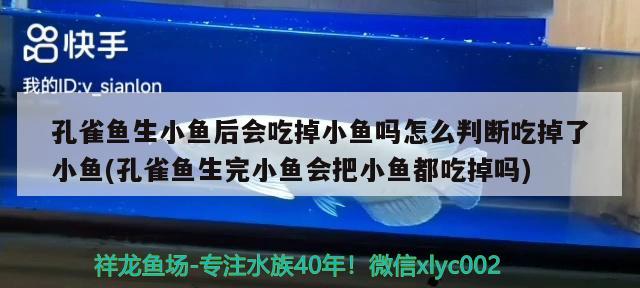 孔雀鱼生小鱼后会吃掉小鱼吗怎么判断吃掉了小鱼(孔雀鱼生完小鱼会把小鱼都吃掉吗)