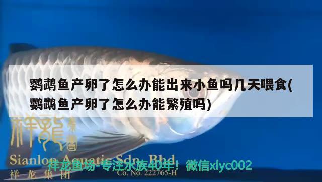 鹦鹉鱼产卵了怎么办能出来小鱼吗几天喂食(鹦鹉鱼产卵了怎么办能繁殖吗) 鹦鹉鱼