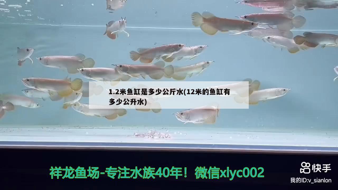 1.2米鱼缸是多少公斤水(12米的鱼缸有多少公升水) 泰国虎鱼