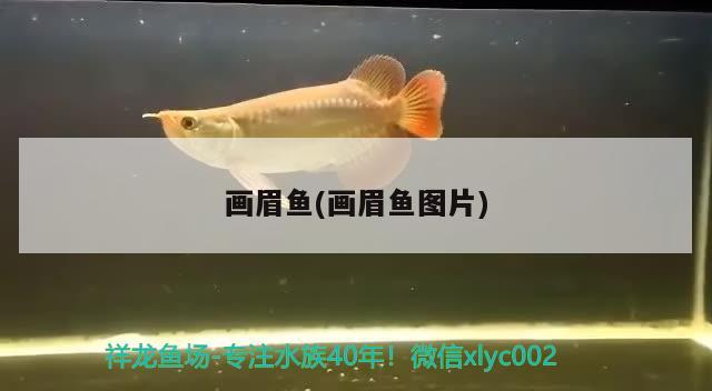 画眉鱼(画眉鱼图片) 观赏鱼