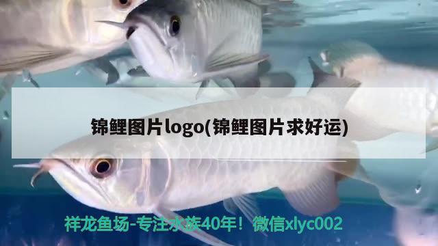 锦鲤图片logo(锦鲤图片求好运)