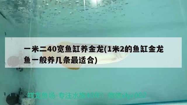 一米二40宽鱼缸养金龙(1米2的鱼缸金龙鱼一般养几条最适合) 龙鱼芯片扫码器