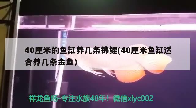 40厘米的鱼缸养几条锦鲤(40厘米鱼缸适合养几条金鱼)