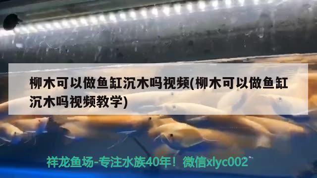 柳木可以做鱼缸沉木吗视频(柳木可以做鱼缸沉木吗视频教学) 委内瑞拉奥里诺三间鱼