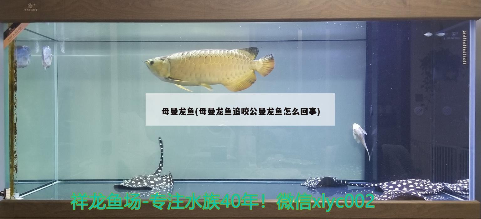 母曼龙鱼(母曼龙鱼追咬公曼龙鱼怎么回事)