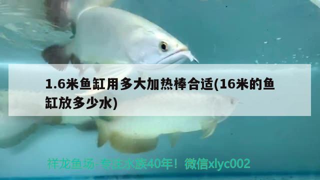 1.6米鱼缸用多大加热棒合适(16米的鱼缸放多少水) 稀有红龙品种 第2张