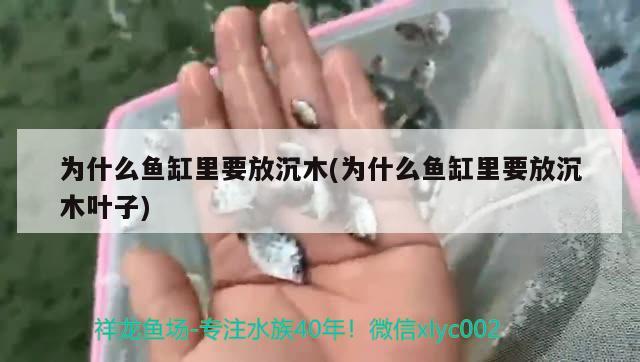 为什么鱼缸里要放沉木(为什么鱼缸里要放沉木叶子) 眼斑鱼