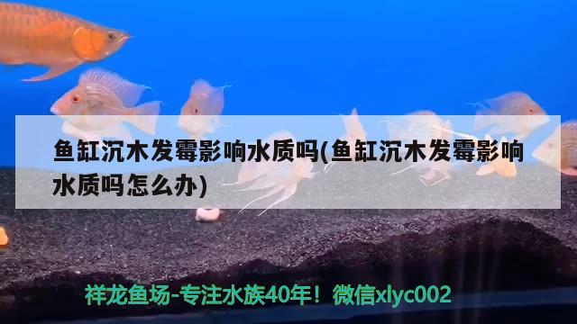 鱼缸沉木发霉影响水质吗(鱼缸沉木发霉影响水质吗怎么办)