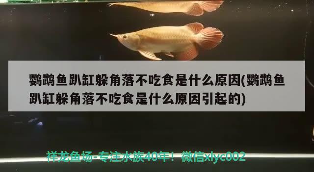 鹦鹉鱼趴缸躲角落不吃食是什么原因(鹦鹉鱼趴缸躲角落不吃食是什么原因引起的)