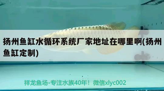 扬州鱼缸水循环系统厂家地址在哪里啊(扬州鱼缸定制) 水温计