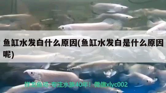 鱼缸水发白什么原因(鱼缸水发白是什么原因呢)