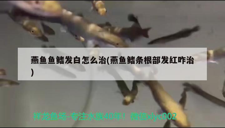 燕鱼鱼鳍发白怎么治(燕鱼鳍条根部发红咋治) 观赏鱼