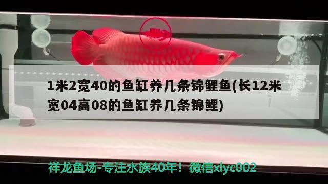 1米2宽40的鱼缸养几条锦鲤鱼(长12米宽04高08的鱼缸养几条锦鲤) 埃及神仙鱼