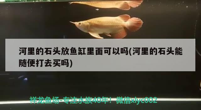 河里的石头放鱼缸里面可以吗(河里的石头能随便打去买吗) 金老虎鱼