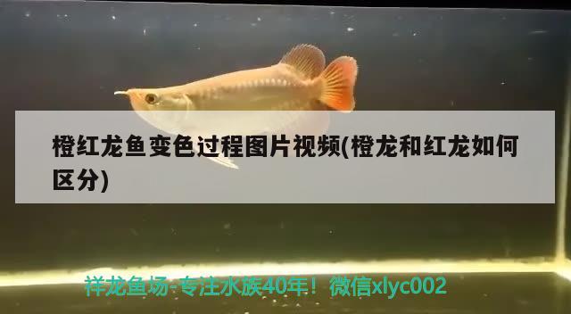 橙红龙鱼变色过程图片视频(橙龙和红龙如何区分) 观赏鱼