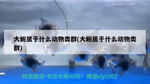 大鲵属于什么动物类群(大鲵属于什么动物类群)