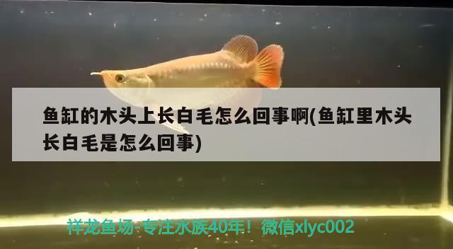 鱼缸的木头上长白毛怎么回事啊(鱼缸里木头长白毛是怎么回事) 皇冠黑白魟鱼 第2张