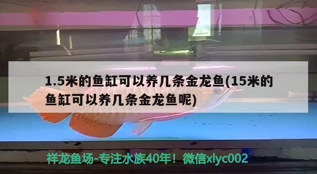 1.5米的鱼缸可以养几条金龙鱼(15米的鱼缸可以养几条金龙鱼呢) 巨骨舌鱼