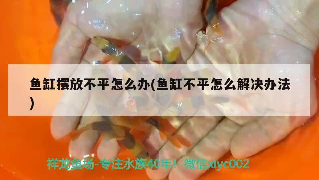鱼缸摆放不平怎么办(鱼缸不平怎么解决办法) 广州水族器材滤材批发市场