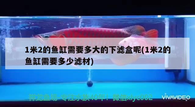 1米2的鱼缸需要多大的下滤盒呢(1米2的鱼缸需要多少滤材) 白子球鲨鱼