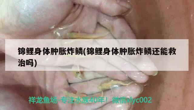 锦鲤身体肿胀炸鳞(锦鲤身体肿胀炸鳞还能救治吗)