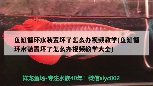 鱼缸循环水装置坏了怎么办视频教学(鱼缸循环水装置坏了怎么办视频教学大全) 印尼四纹虎