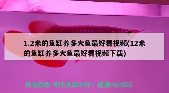 1.2米的鱼缸养多大鱼最好看视频(12米的鱼缸养多大鱼最好看视频下载) 丹顶锦鲤鱼