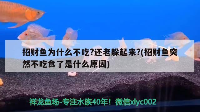 招财鱼为什么不吃?还老躲起来?(招财鱼突然不吃食了是什么原因)