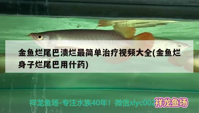 金鱼烂尾巴溃烂最简单治疗视频大全(金鱼烂身子烂尾巴用什药) 观赏鱼