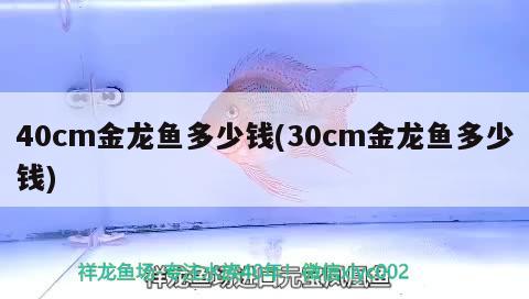 40cm金龙鱼多少钱(30cm金龙鱼多少钱)