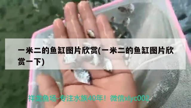 一米二的鱼缸图片欣赏(一米二的鱼缸图片欣赏一下)