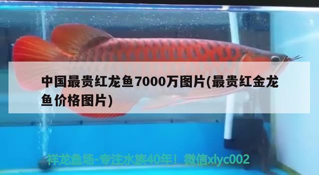 中国最贵红龙鱼7000万图片(最贵红金龙鱼价格图片)