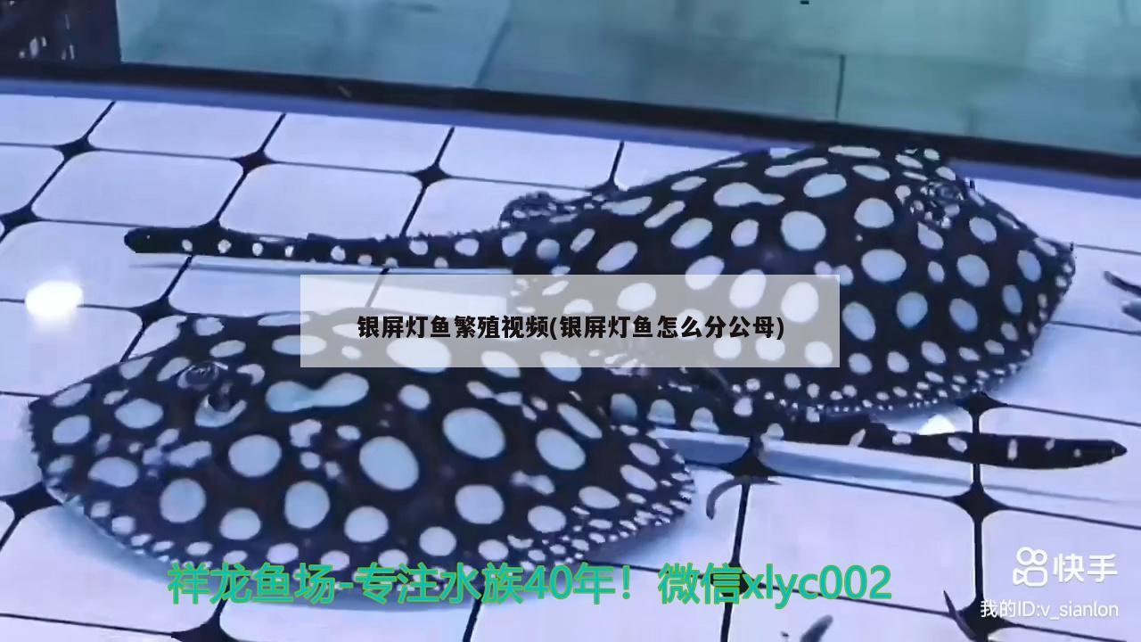银屏灯鱼繁殖视频(银屏灯鱼怎么分公母) 观赏鱼